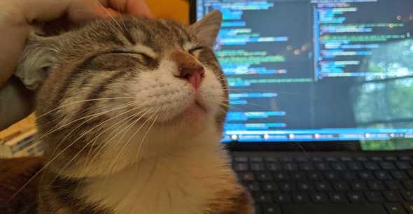 Smiling cat receiving head scratches next to a laptop showing VS Code