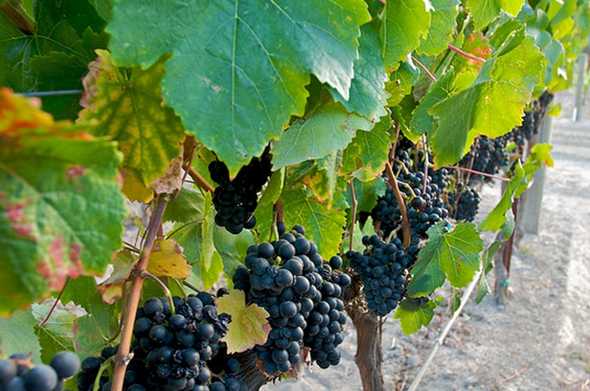 "Petit verdot", or "Colon", French grapes
